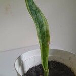 Sansevieria hyacinthoides Blad