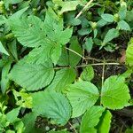 Aralia racemosa Levél