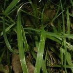 Agrostis perennans Habit