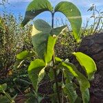 Vangueria madagascariensis Leaf