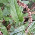 Amaranthus deflexus Feuille