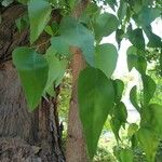 Eucalyptus gomphocephala Blatt