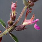 Teucrium divaricatum മറ്റ്