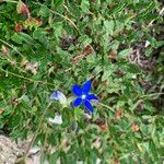 Gentiana utriculosa Blomma