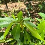 Guapira costaricana Hoja