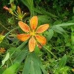 Iris domestica Flower