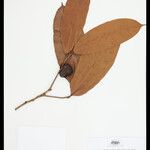 Naucleopsis ternstroemiiflora Fruto