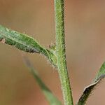 Liatris squarrosa Kaarna