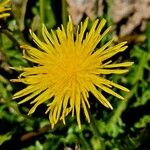 Taraxacum mattmarkense Blomst