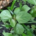 Corchorus aestuans Leaf