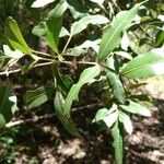 Lithraea molleoides Hoja