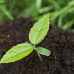 Celtis prantlii Hoja