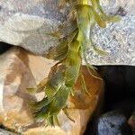 Elodea canadensis Hoja