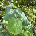 Cercis occidentalis Hostoa