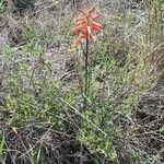 Aloe amudatensis Hábito