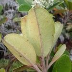 Hibbertia pancheri Yaprak