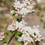 Eriogonum fasciculatum Flower