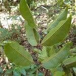 Syzygium densiflorum Habitus