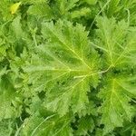 Heracleum mantegazzianum Leaf