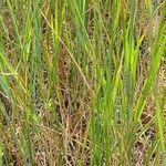 Agrostis stolonifera (Feuille)