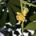 Manihot grahamii Flower