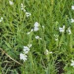 Physostegia virginiana Çiçek