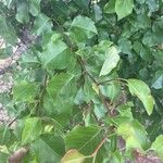 Pyrus cordata Folha