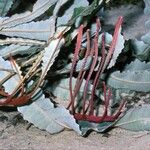 Banksia petiolaris 树皮