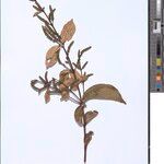 Combretum longipilosum Otro