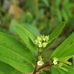 Euphorbia hyssopifolia Frucht