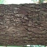 Coccoloba caracasana 樹皮