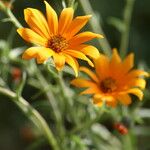 Ursinia calenduliflora