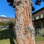 Pinus resinosa Φλοιός