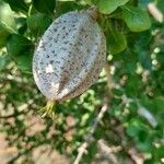 Gardenia volkensii Frucht