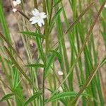 Epilobium palustre 花