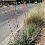 Hesperaloe parviflora Habitat