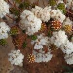 Vachellia drepanolobium Flower