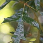 Quercus falcata 葉