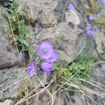 Campanula cochleariifoliaCvet