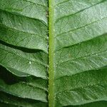 Pteris pteridioides Folio