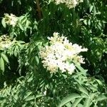 Sambucus canadensis Flower