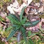 Cirsium palustre Leaf