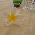 Plumeria albaFlower