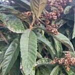 Eriobotrya japonica Likasa