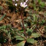 Androsace maxima Libunga