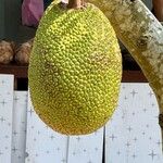 Artocarpus heterophyllusFruit