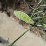 Vicia peregrina Плід