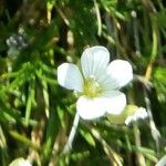 Minuartia laricifolia Flower