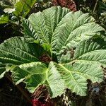 Gunnera insignis Leaf