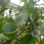 Chrysobalanus icaco Fleur
